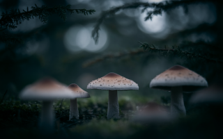 gros-plan-champignons-lignosus-foret