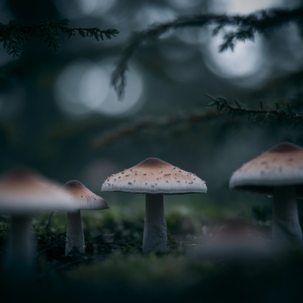 gros-plan-champignons-lignosus-foret