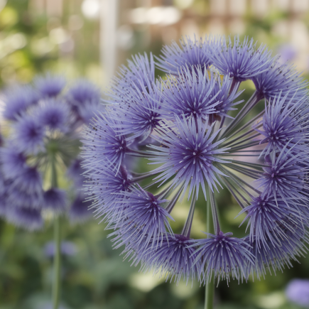 gros-plan-chicoree-fleurs-bleu-jardin