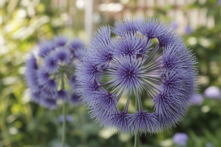 gros-plan-chicoree-fleurs-bleu-jardin