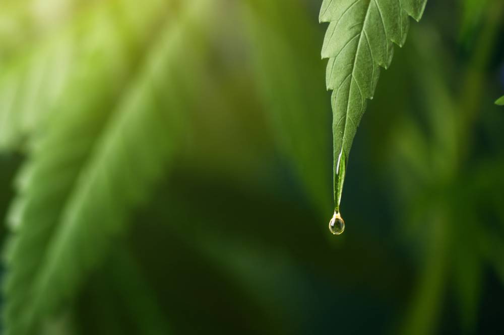 cbd feuille