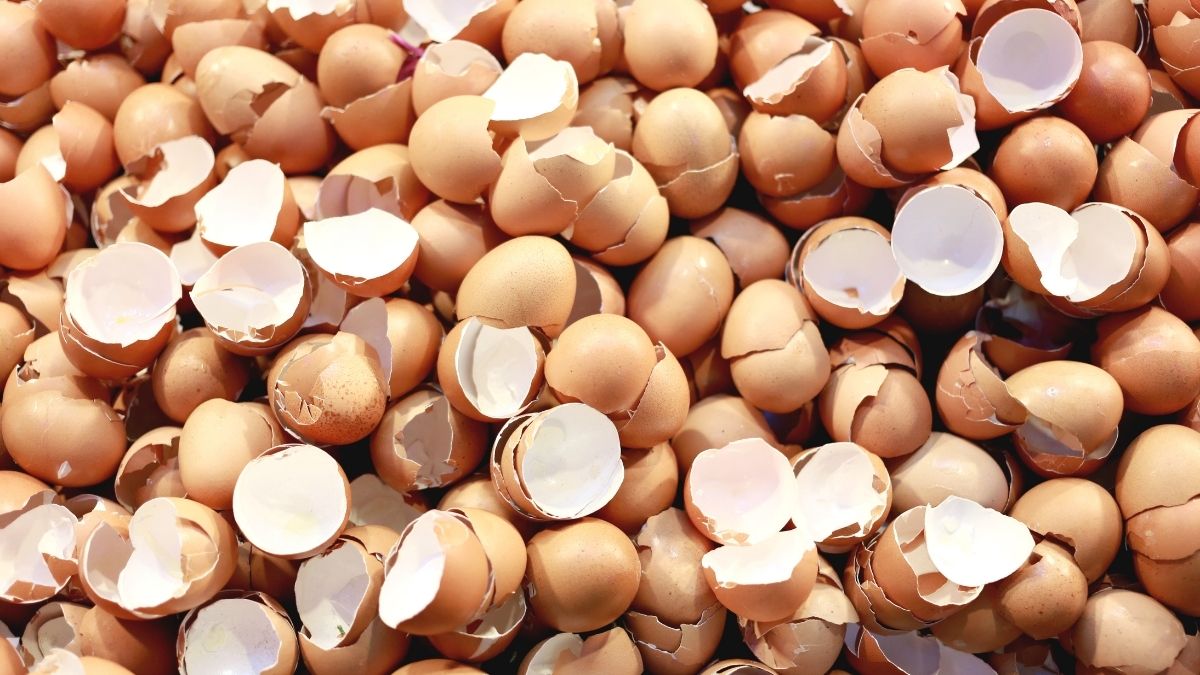 Collagène coquille oeuf comparatif