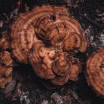 Quels champignons adaptogènes choisir selon ses besoins ?