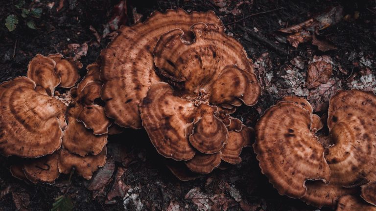 Quels champignons adaptogènes choisir selon ses besoins ?
